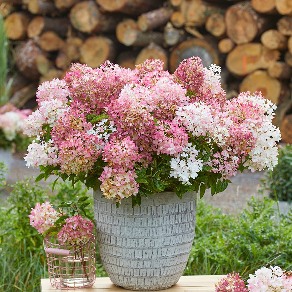<i>Hydrangea paniculata</i> <b class=small-caps>Groundbreaker Blush</b> ('Lc no21') (PBR)