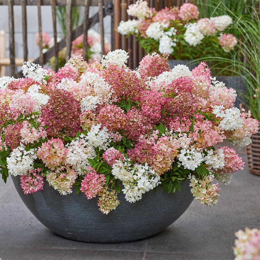 <i>Hydrangea paniculata</i> <b class=small-caps>Groundbreaker Blush</b> ('Lc no21') (PBR)