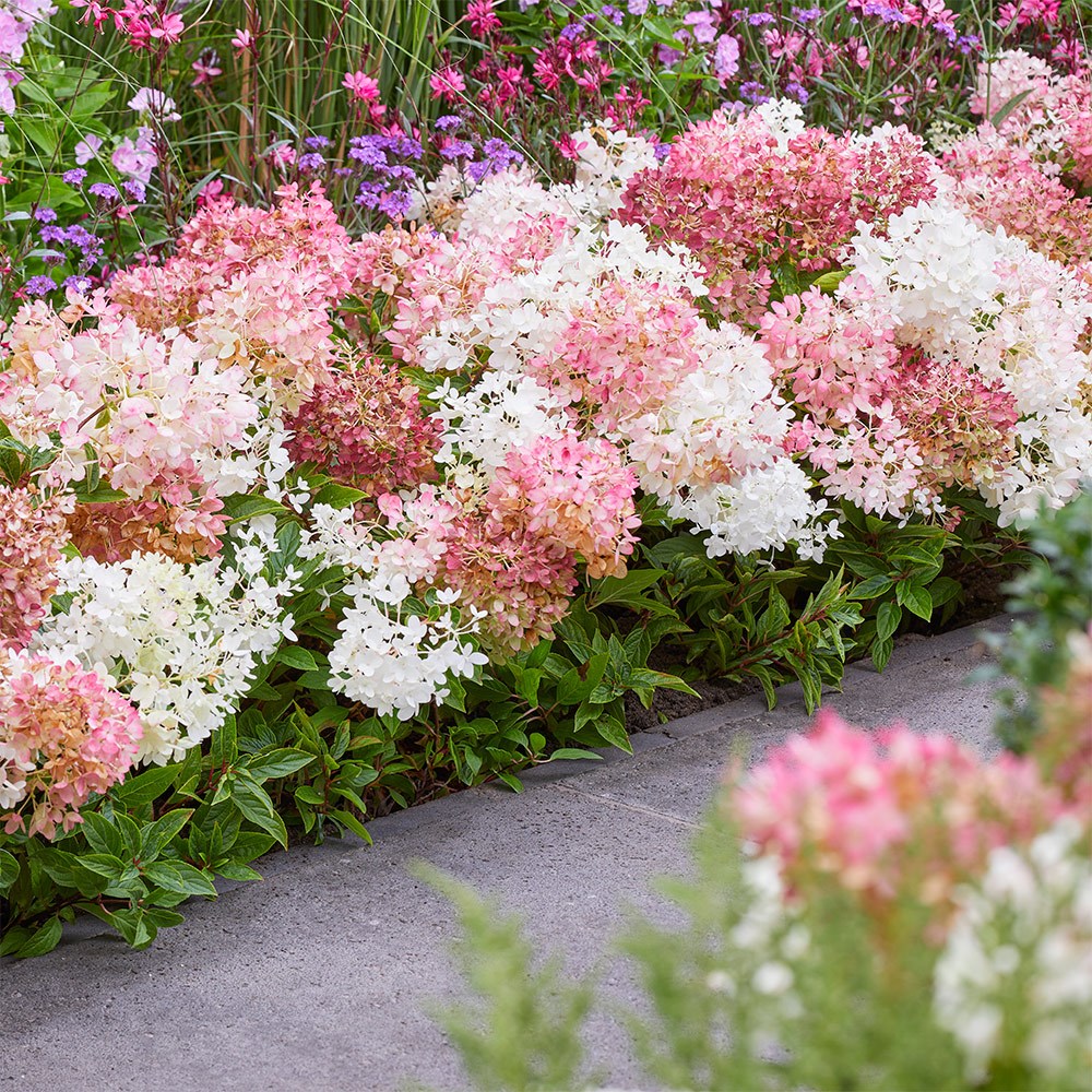 <i>Hydrangea paniculata</i> <b class=small-caps>Groundbreaker Blush</b> ('Lc no21') (PBR)