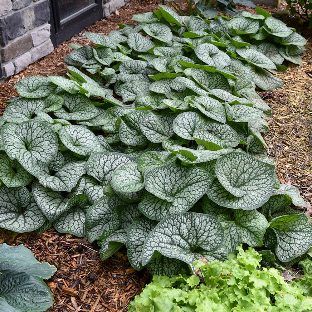 <i>Brunnera macrophylla</i> 'Jack of Diamonds' (PBR)