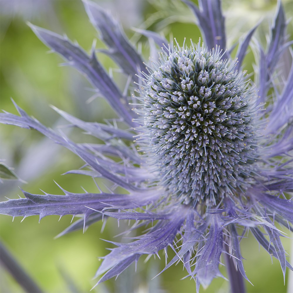 <i>Eryngium</i> <b class=small-caps>Magical Blue Lagoon</b> ('Kolmblula') (PBR) (Magical Series)
