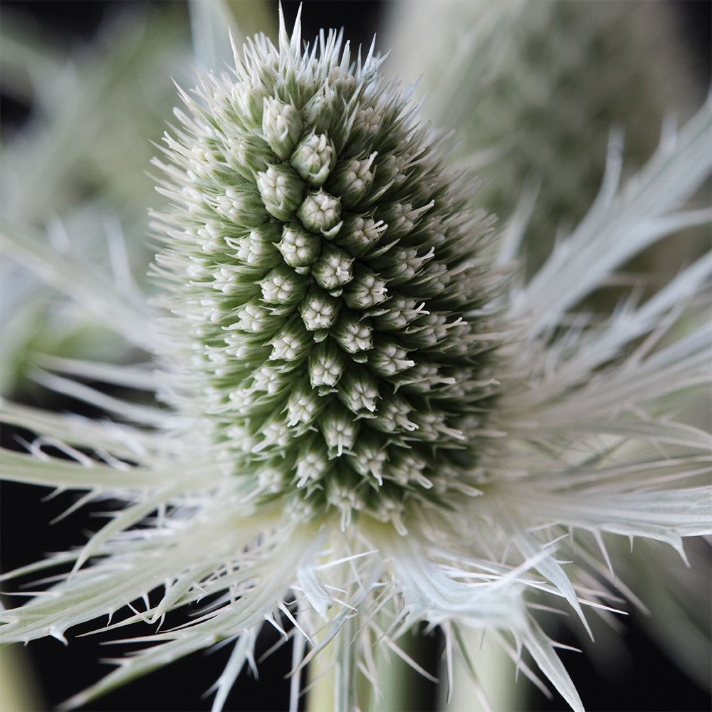 <i>Eryngium</i> <b class=small-caps>Magical White Lagoon</b> ('Kolmwhila') (PBR) (Magical Series)