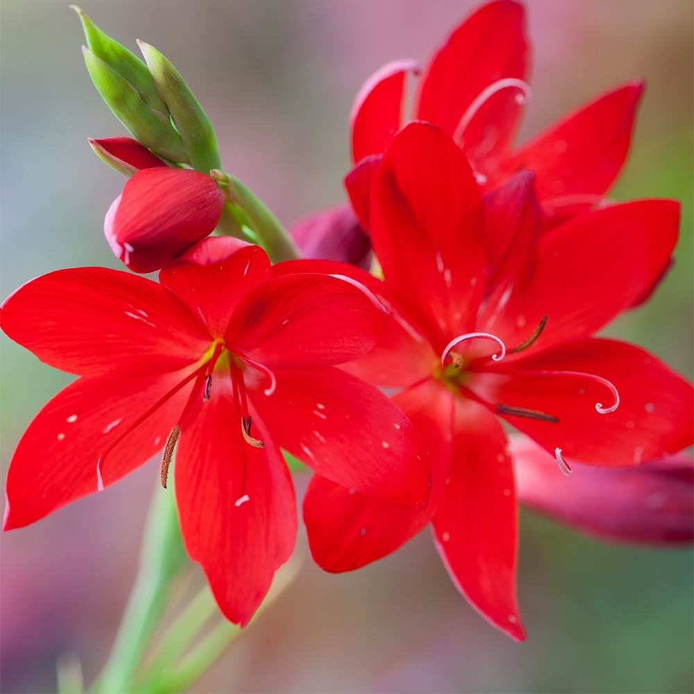 <i>Hesperantha coccinea</i> 'Cindy Towe'