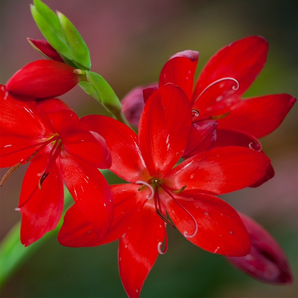 <i>Hesperantha coccinea</i> 'Cindy Towe'