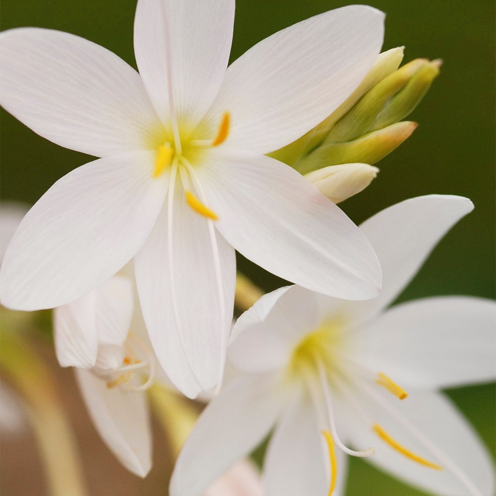 <i>Hesperantha coccinea</i> 'Ice Maiden'