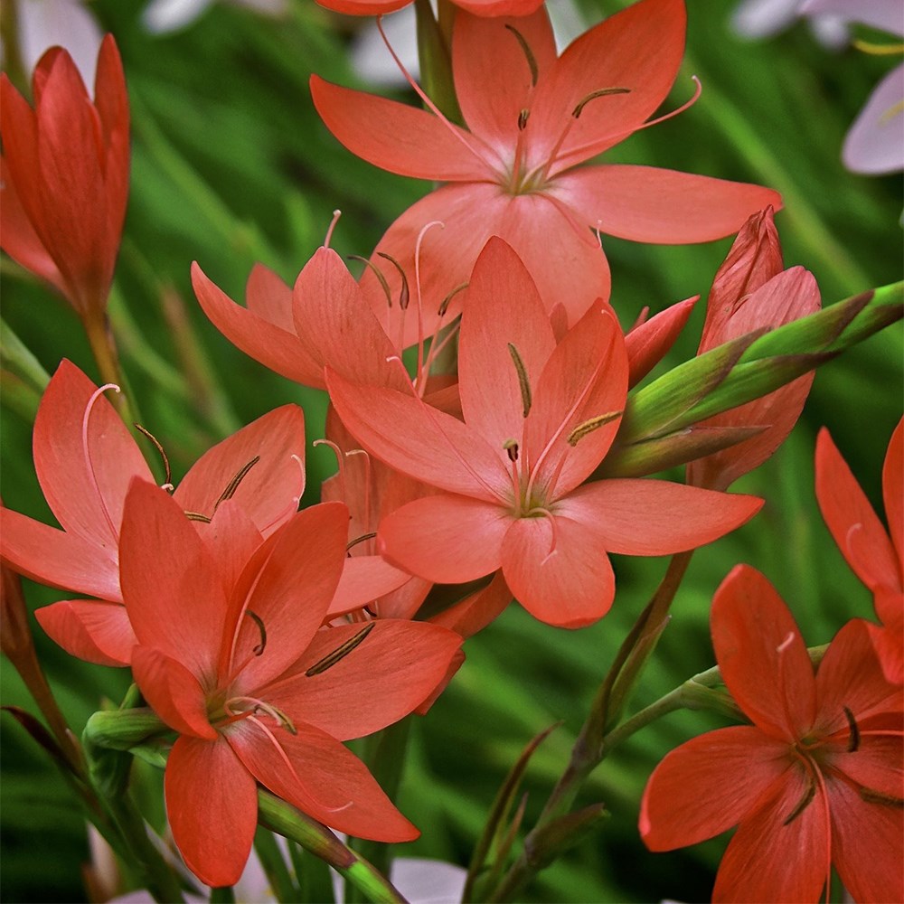 <i>Hesperantha coccinea</i> 'Oregon Sunset'