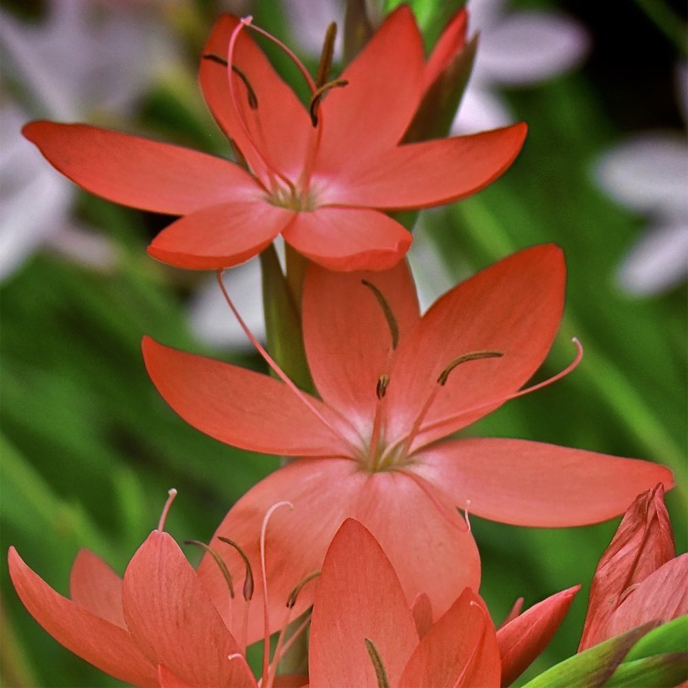 <i>Hesperantha coccinea</i> 'Oregon Sunset'