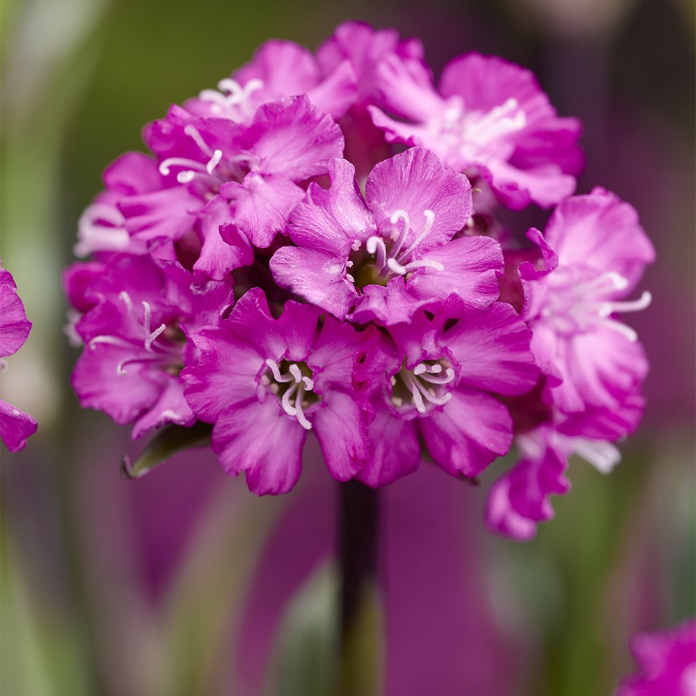 <i>Viscaria</i> 'Cherry Bubbles'