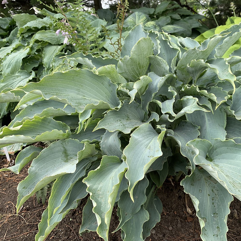 <i>Hosta</i> 'Tears in Heaven' (PBR)