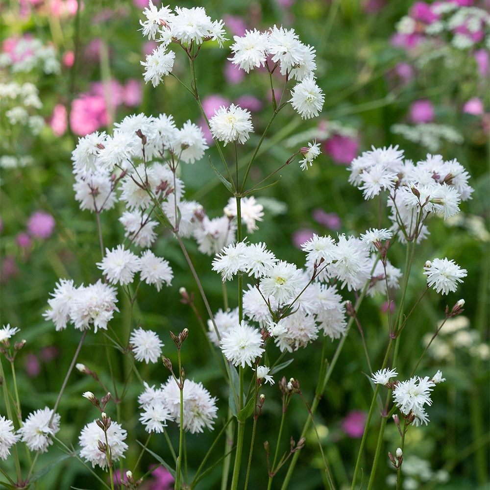 <i>Silene flos-cuculi</i> <b class=small-caps>Petit Henri </b> ('Iflyph') (PBR)