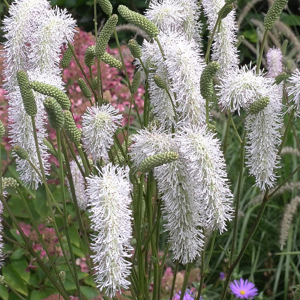 <i>Sanguisorba</i> 'White Brushes'