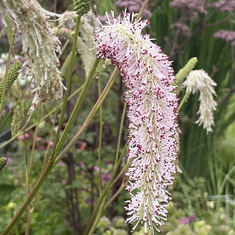 <i>Sanguisorba</i> 'White Brushes'