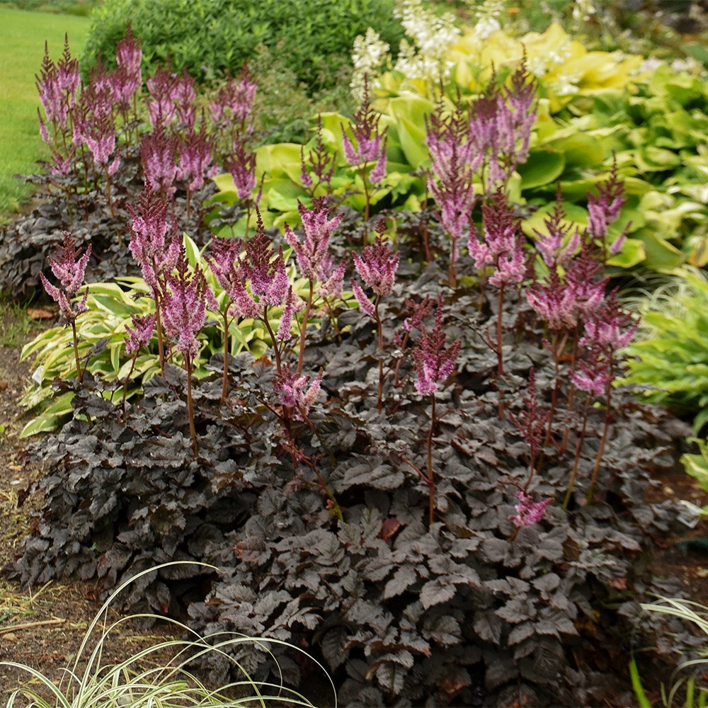 <i>Astilbe</i> 'Darkside of the Moon' (PBR)