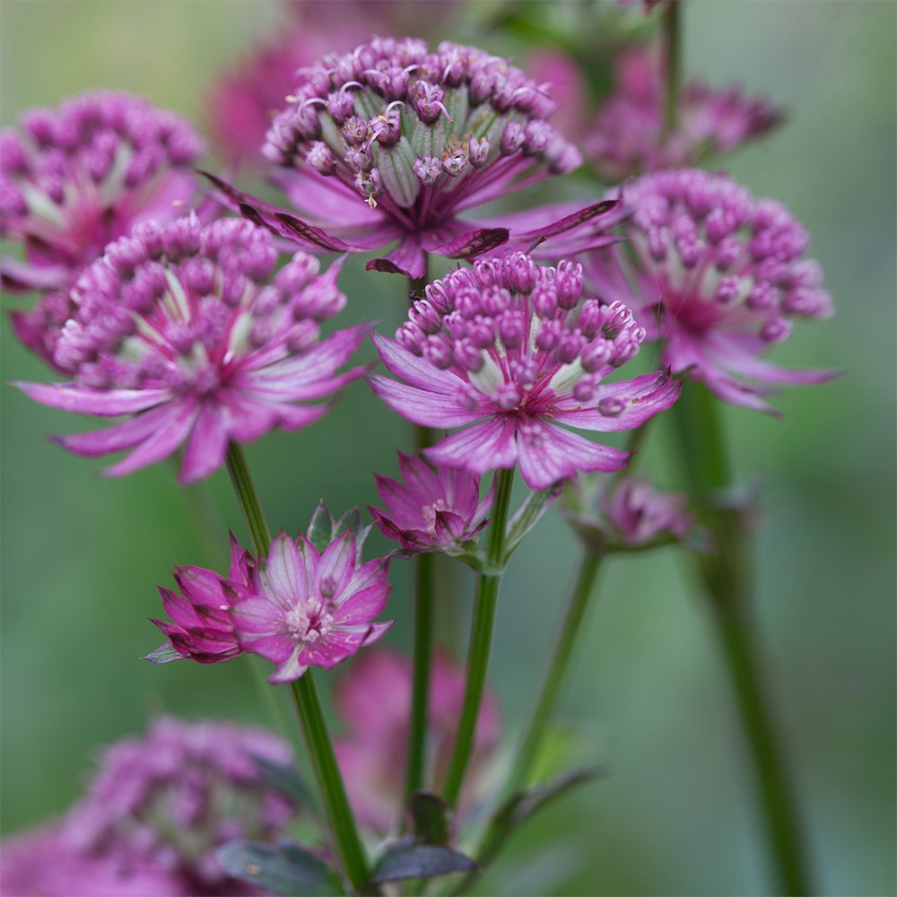 <i>Astrantia major</i> 'Star of Beauty' (PBR)