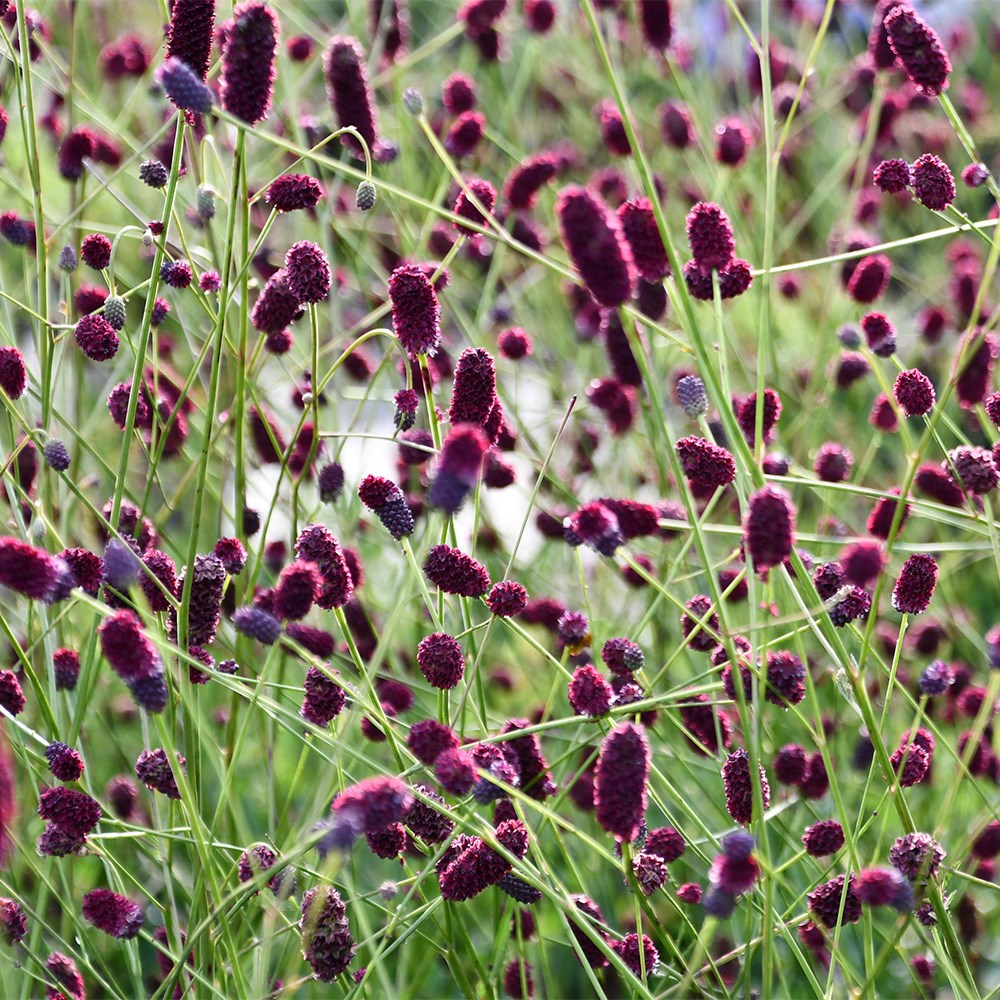 <i>Sanguisorba</i> 'Plum Drops'