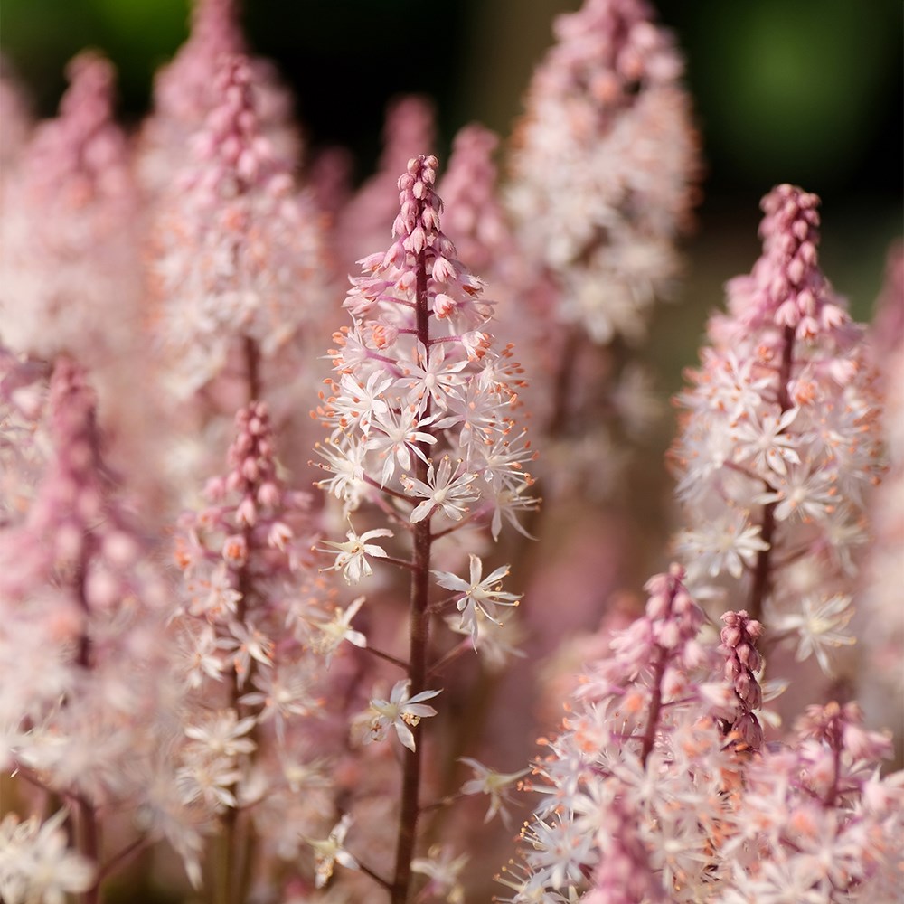 <i>Tiarella</i> <b class=small-caps>Angel Wings</b> ('Gowing') (PBR) (Fox Series)