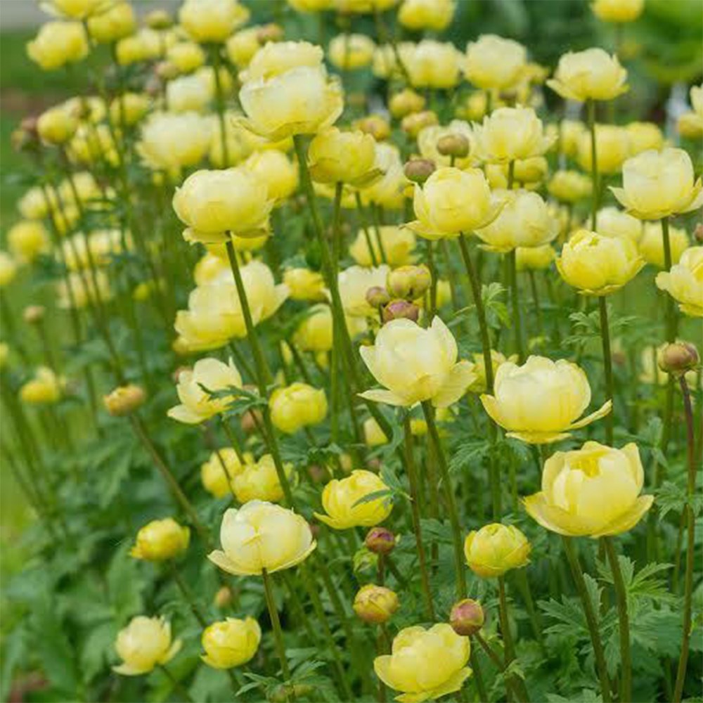 <i>Trollius</i> × <i>cultorum</i> 'Taleggio'