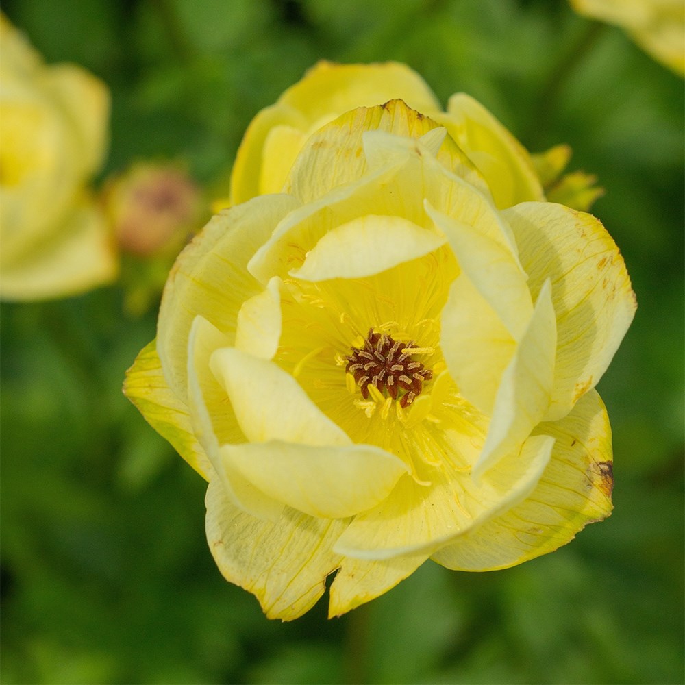 <i>Trollius</i> × <i>cultorum</i> 'Taleggio'