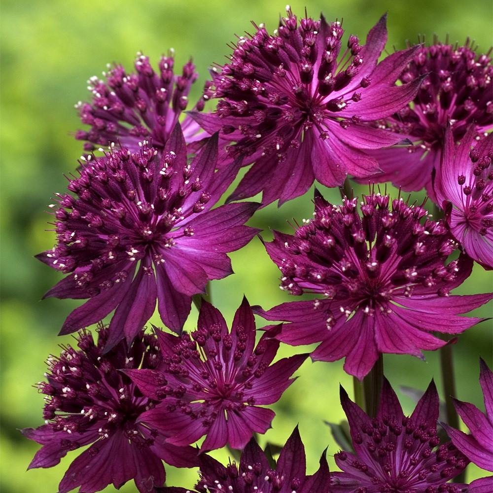 <i>Astrantia major</i> 'Venice' (PBR)