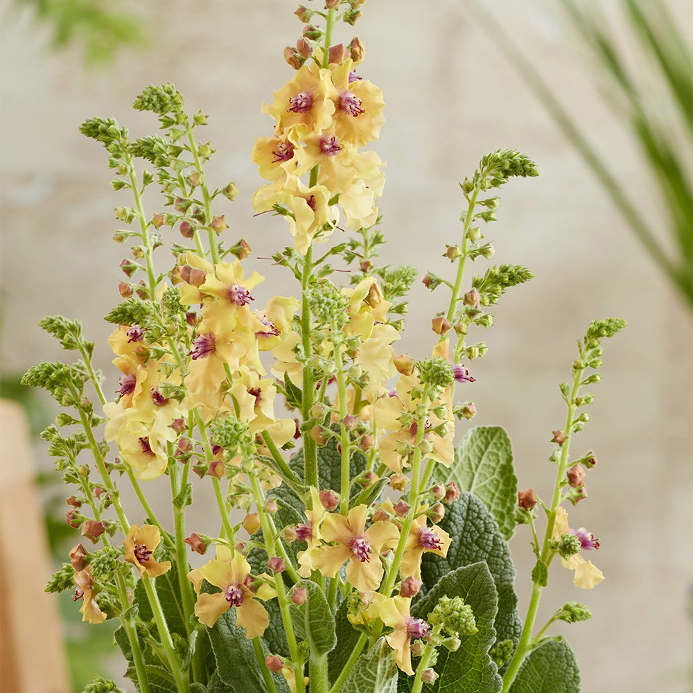 <i>Verbascum</i> Peach Champagne (PBR)