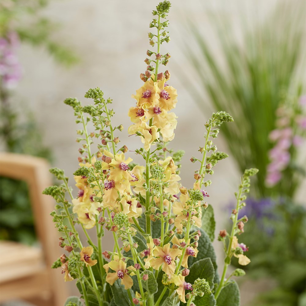 <i>Verbascum</i> Peach Champagne (PBR)