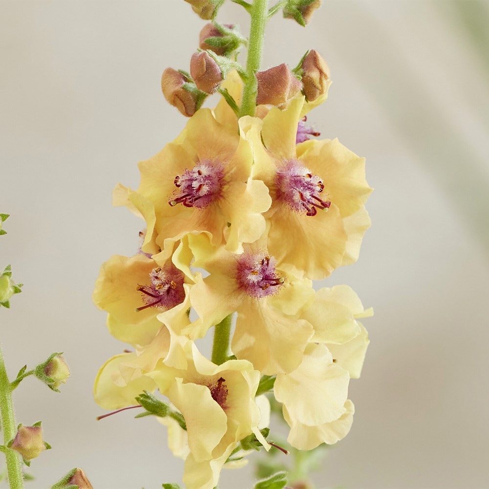 <i>Verbascum</i> Peach Champagne (PBR)