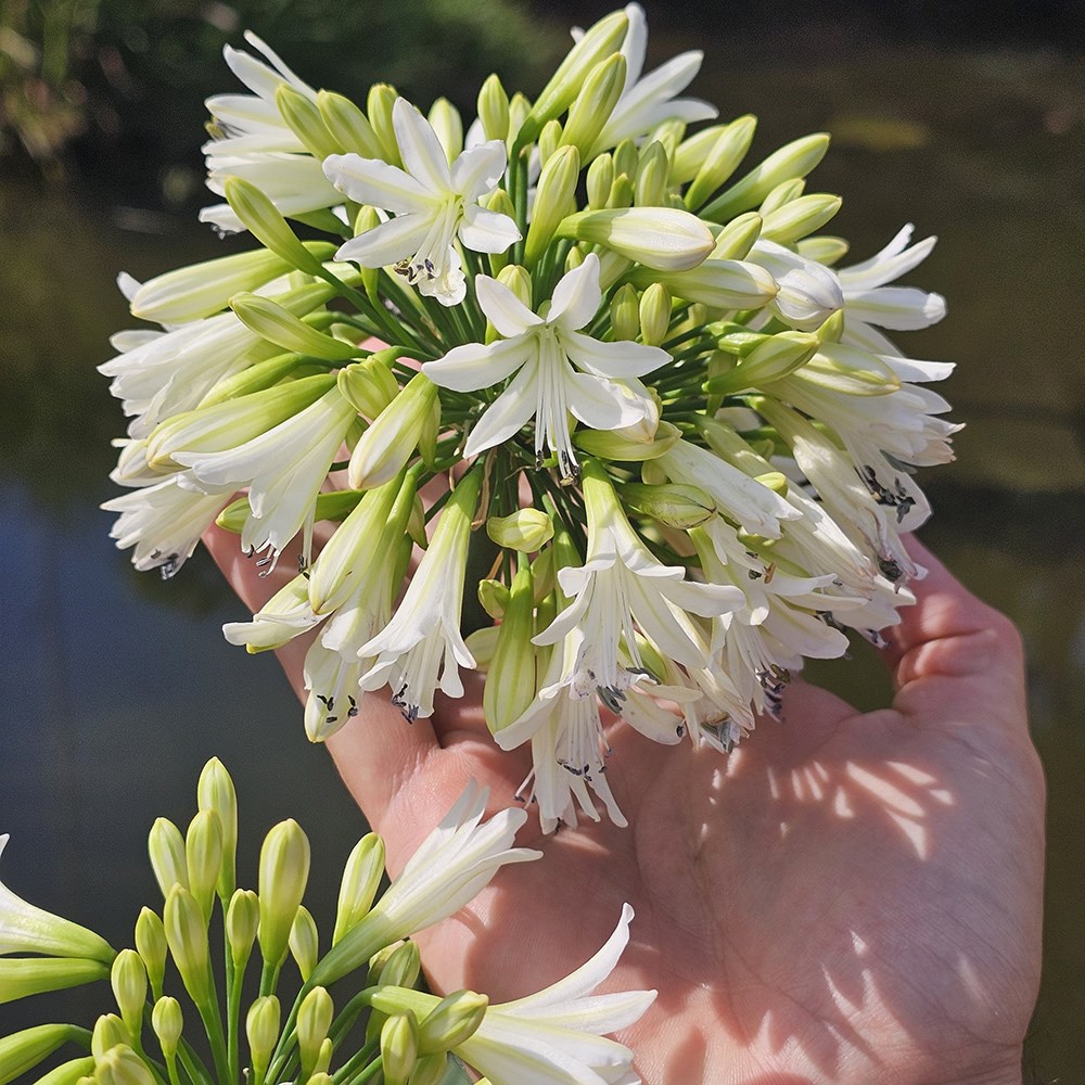 <i>Agapanthus</i> 'Emerald Ice' (PBR)