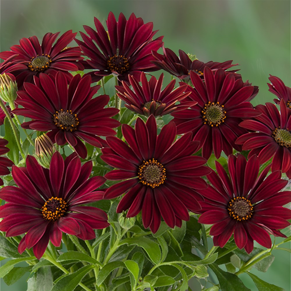 <i>Osteospermum</i> 'Dalina Dark Red'