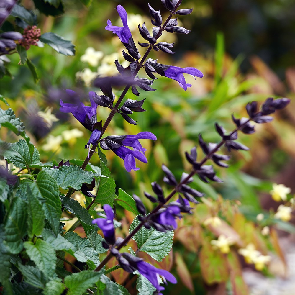 <i>Salvia</i> <b class=small-caps>Lake Blueberry</b> ('Tl1016') (Salgoon Series) (PBR)
