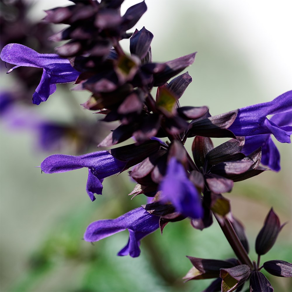<i>Salvia</i> <b class=small-caps>Lake Onega Imp</b> ('Tl1018') (Salgoon Series) (PBR)