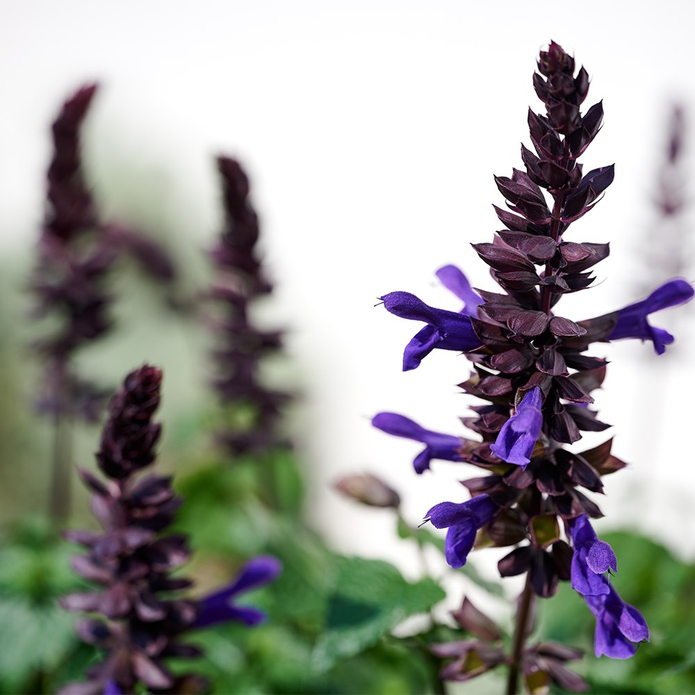 <i>Salvia</i> <b class=small-caps>Lake Onega Imp</b> ('Tl1018') (Salgoon Series) (PBR)
