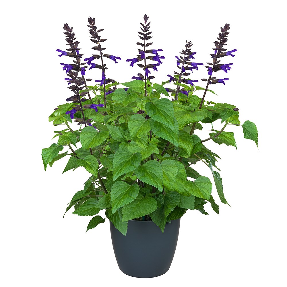 <i>Salvia</i> <b class=small-caps>Lake Onega Imp</b> ('Tl1018') (Salgoon Series) (PBR)