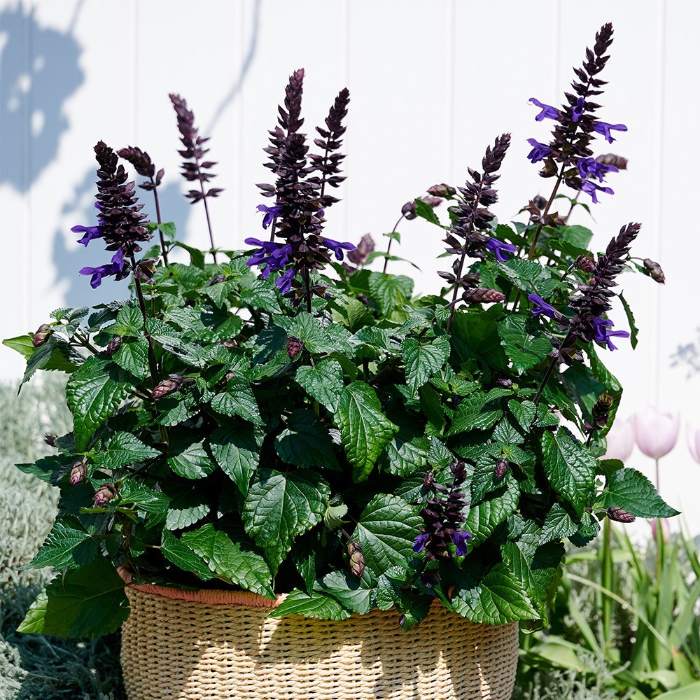 <i>Salvia</i> <b class=small-caps>Lake Onega Imp</b> ('Tl1018') (Salgoon Series) (PBR)