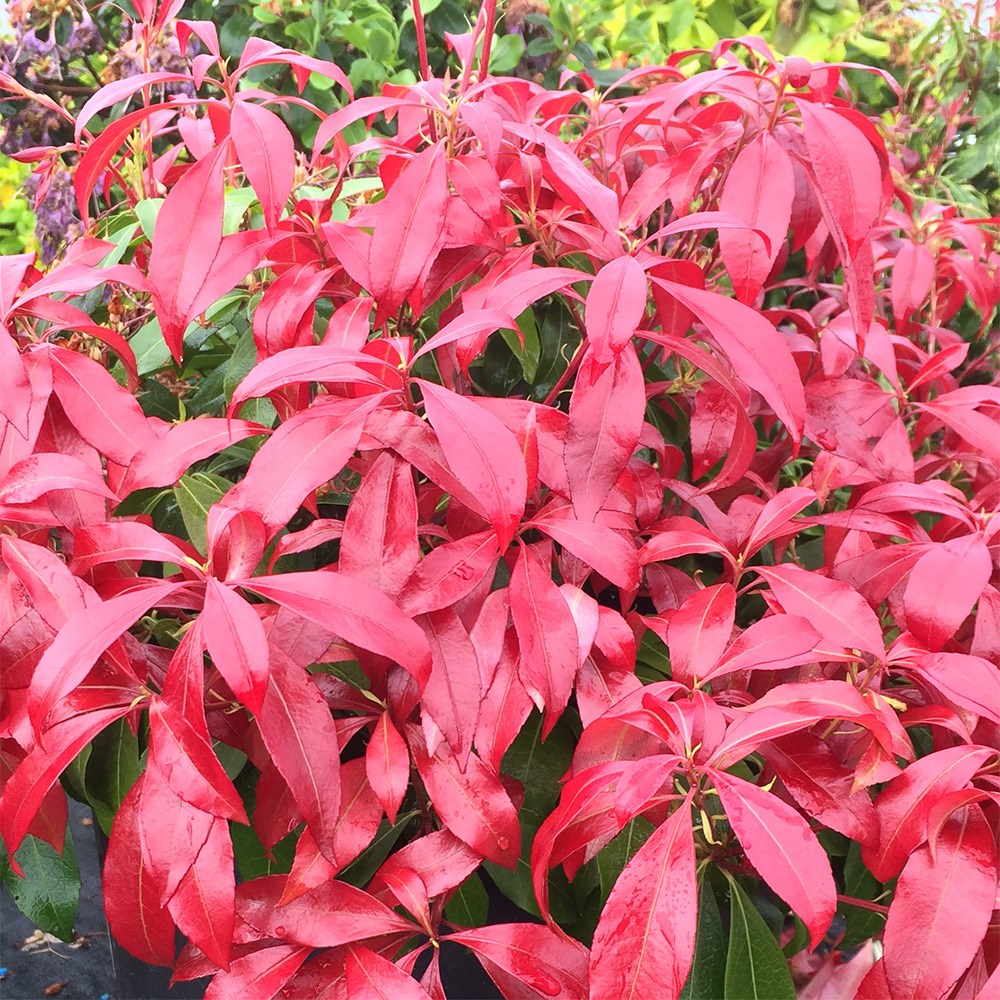 <i>Pieris japonica</i> <b class=small-caps>Glowing Hearts</b> ('Piesid2') (PBR)