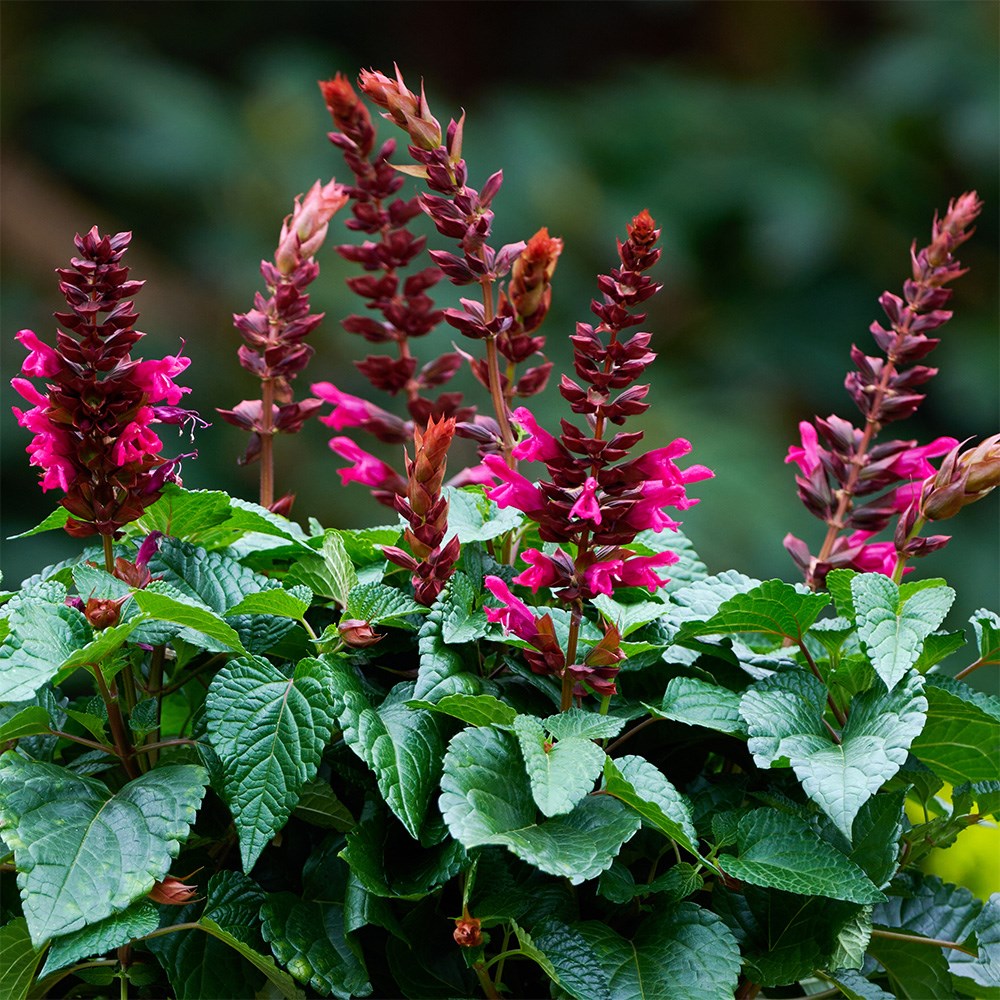 <i>Salvia</i> <b class=small-caps>Lake Flamingo</b> ('Tl1019') (Salgoon Series) (PBR)
