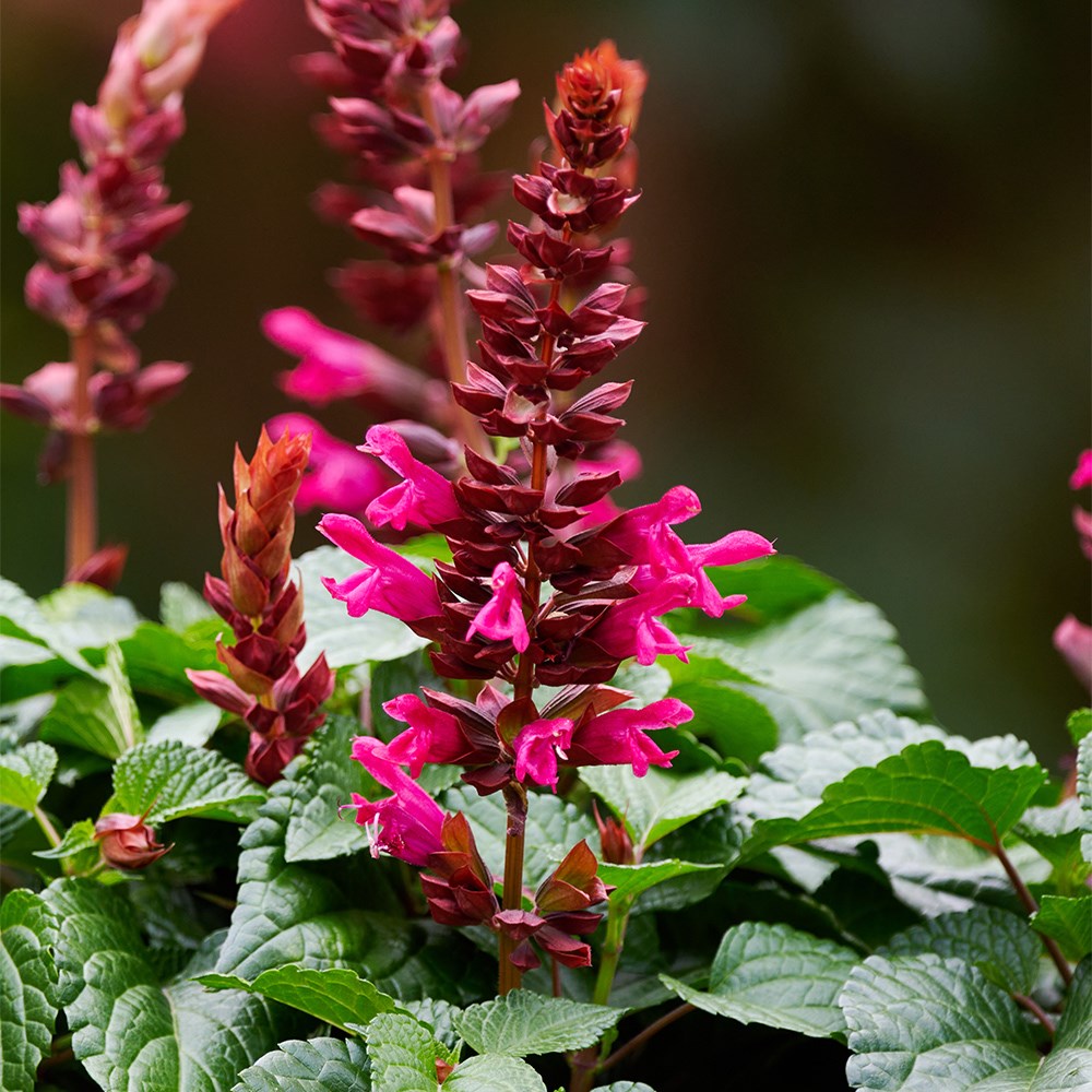<i>Salvia</i> <b class=small-caps>Lake Flamingo</b> ('Tl1019') (Salgoon Series) (PBR)

