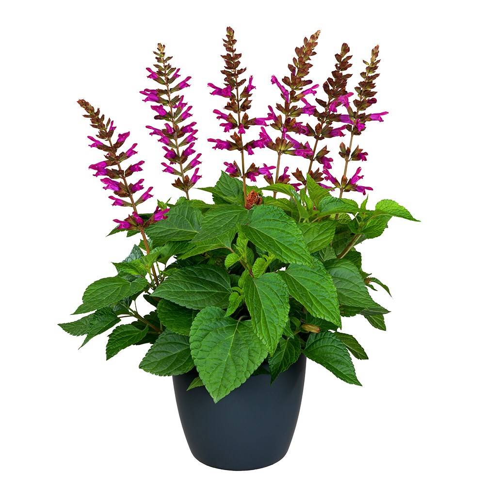 <i>Salvia</i> <b class=small-caps>Lake Flamingo</b> ('Tl1019') (Salgoon Series) (PBR)
