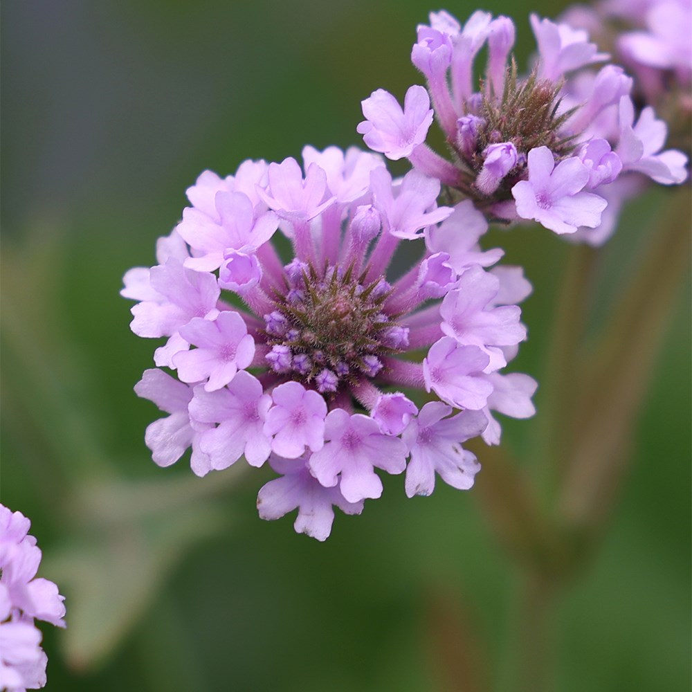 <i>Verbena rigida f. lilacina</i> 'Polaris'