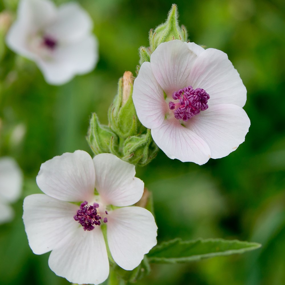 <i>Althaea officinalis</i> 