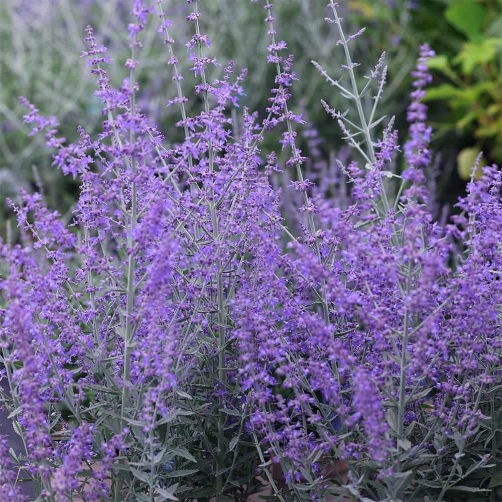 <i>Perovskia</i> 'Bluesette'