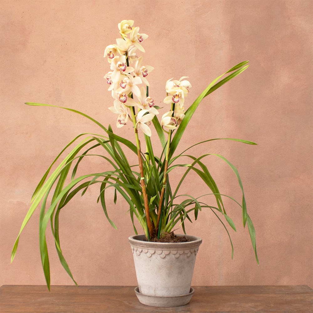 Cymbidium Icing Sugar | Orchid