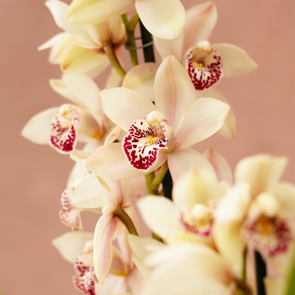 Cymbidium Icing Sugar | Orchid