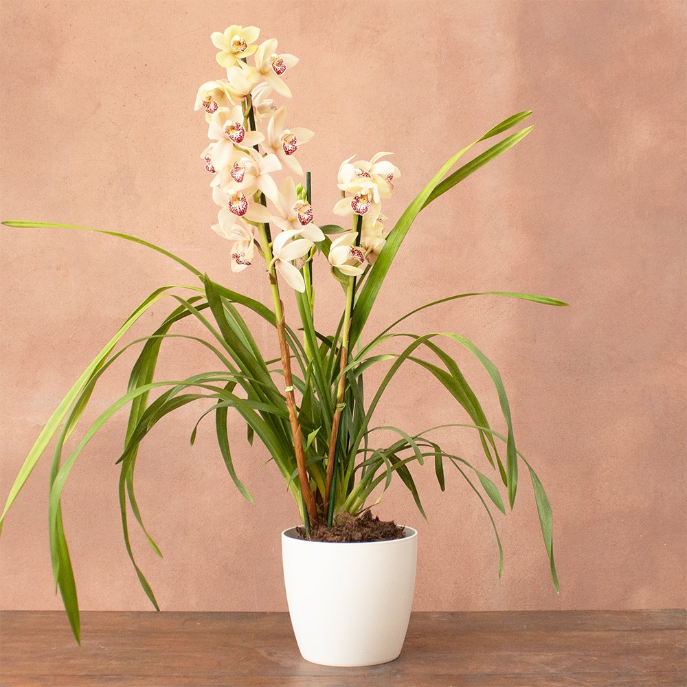 Cymbidium Icing Sugar | Orchid