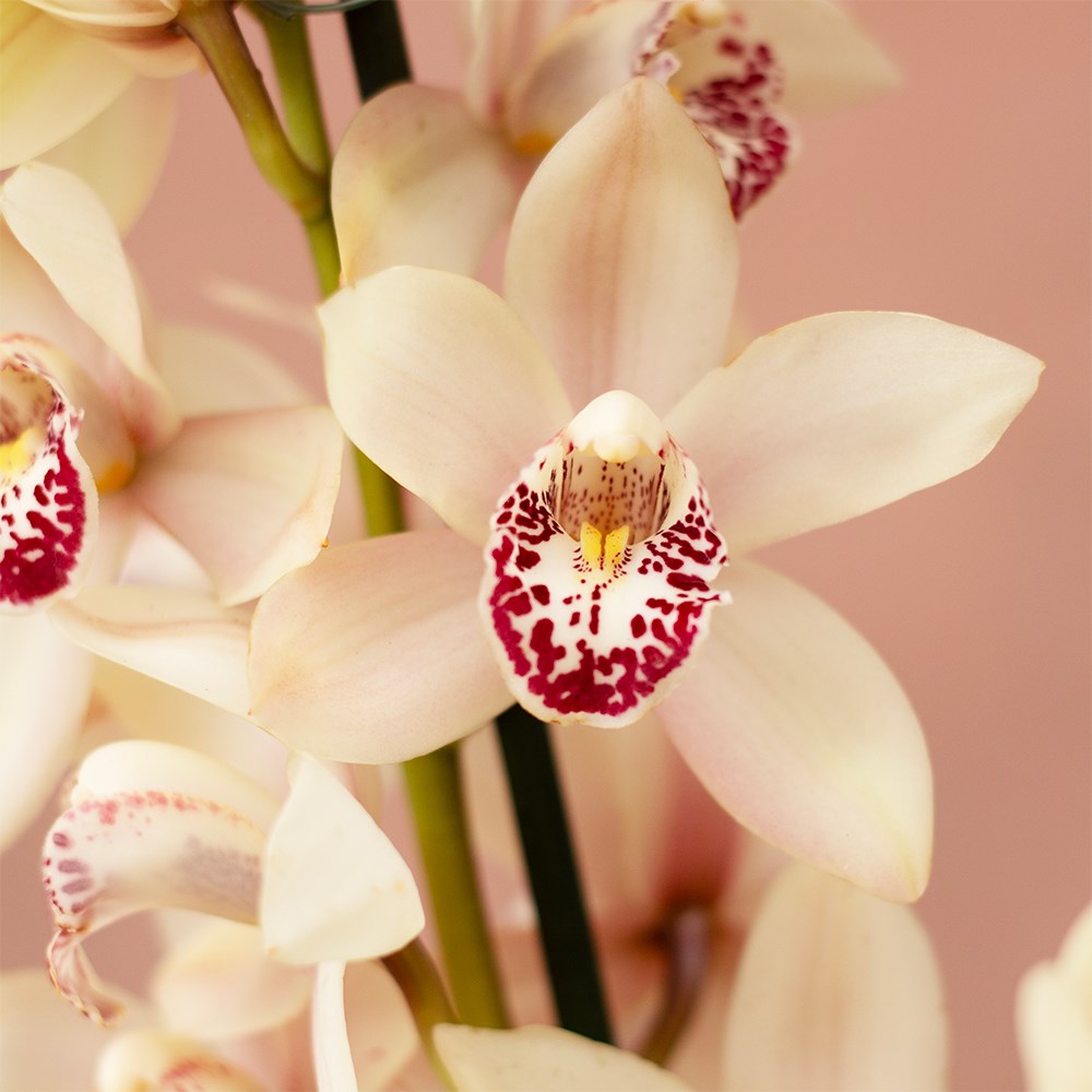 Cymbidium Icing Sugar | Orchid