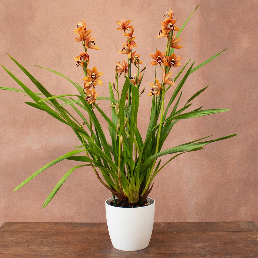 Cymbidium Ginger Bread | Orchid