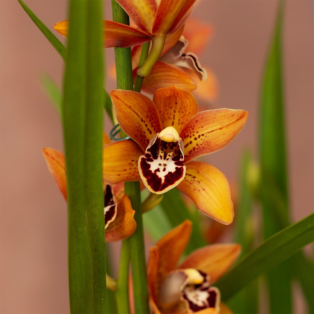 Cymbidium Ginger Bread | Orchid