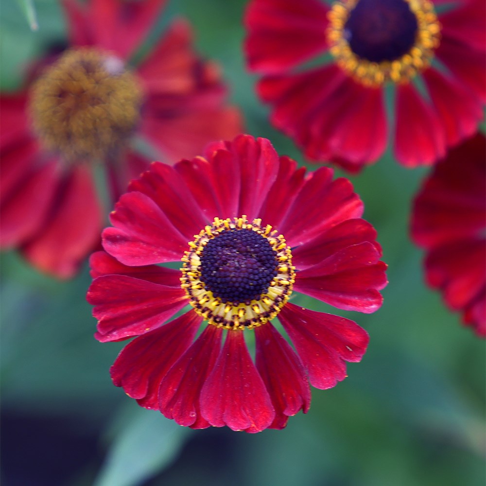 <i>Helenium</i> 'Rubinzwerg'