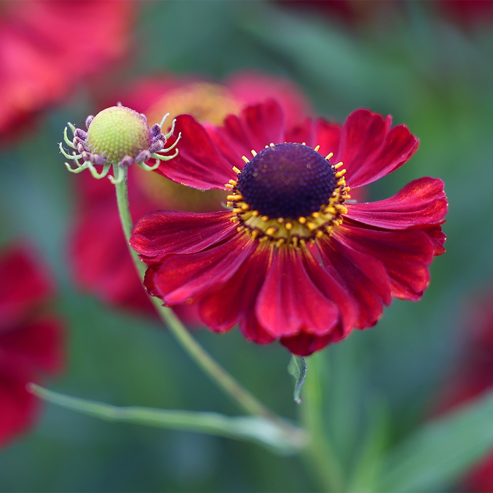 <i>Helenium</i> 'Rubinzwerg'