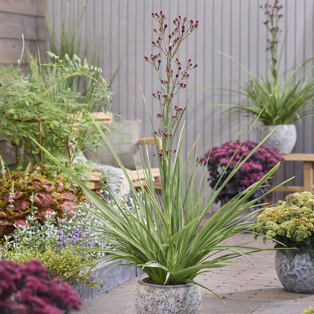 <i>Eryngium</i> 'Magical Red Thunder' (PBR)
