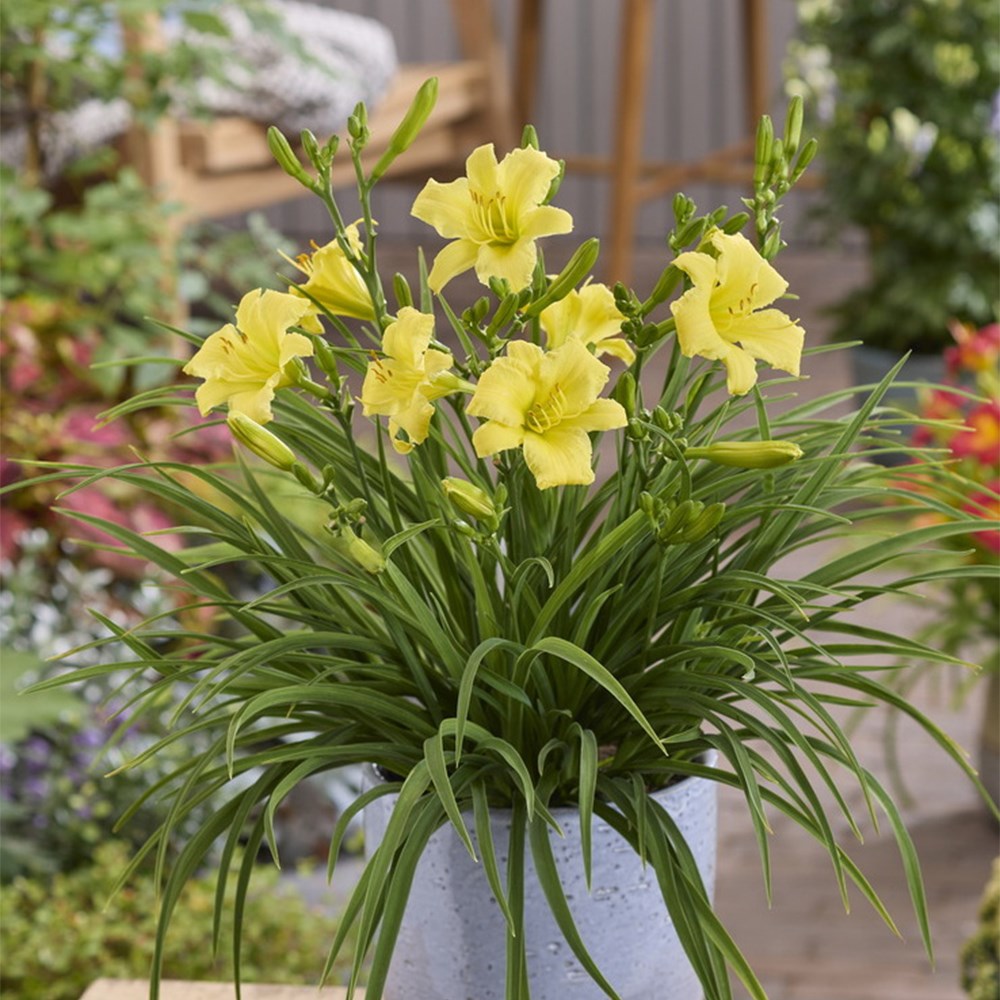 <i>Hemerocallis</i> 'Stella Citron' (PBR)